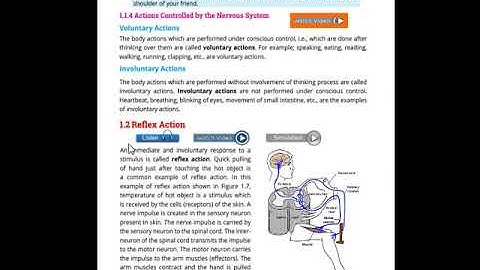 Class 8 Science (Reflex Action)