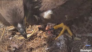 SWFL Eagle Cam 4-27-24.  Dad Delivers Fish with E23 Racing Him Back to the Nest!