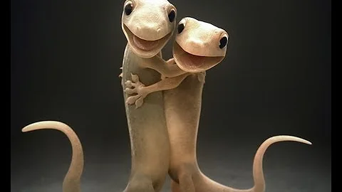 A Gecko Love Story