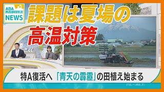「特A」返り咲きへ　青森県産米「青天の霹靂」田植え始まる　課題は夏の高温対策　「苗の浅植え」「気候に合わせて水管理」 早場米 の田植え作業が始まる 温暖な気候で盆前に出荷 贈答用として人気