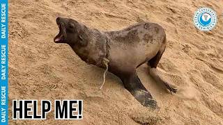 Seal Trapped in a Loop of Plastic: No Way Out!