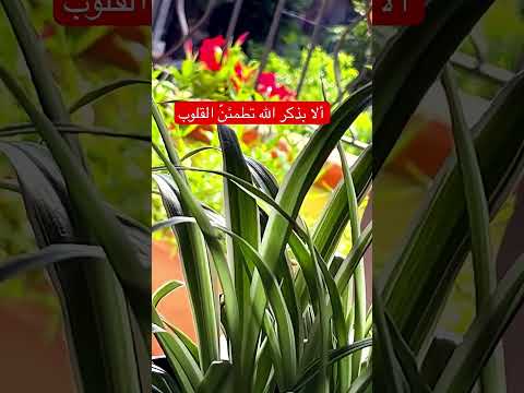 دعاء