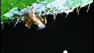 Alien Empire Ii - Caterpillar On Silk Strand Not Safe From Two Parasites.