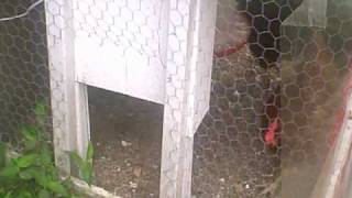 Motorized Chicken Coop Door 2