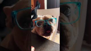 ? ? YUM dogsofyoutube shortsviral shorts funny cute glasses dogs dog lol viral