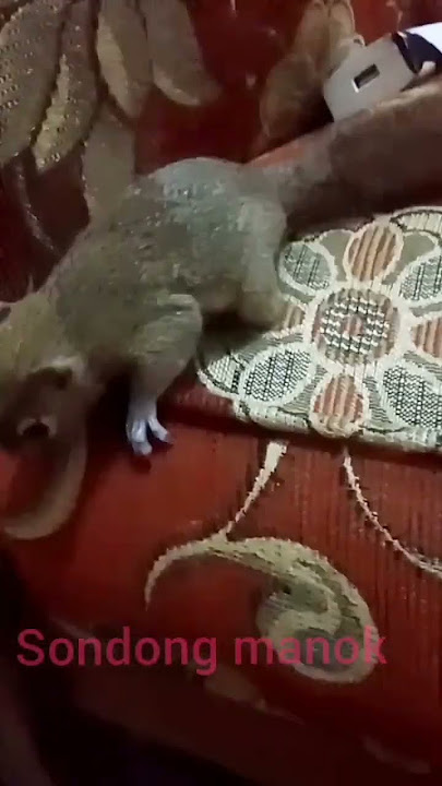 ASLI SUARA ANAKAN TUPAI KELAPA