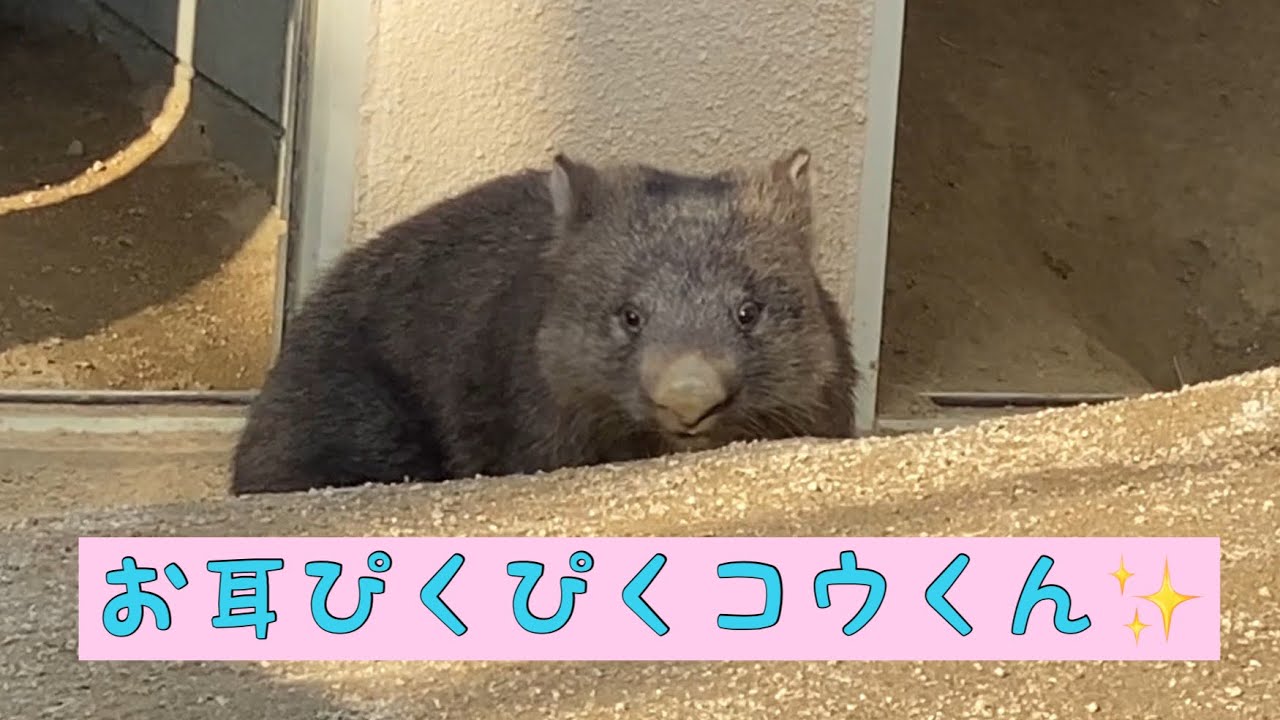 Free ウォンバット お耳ぴくぴくコウくん Mp3 With 01 45
