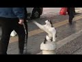 Stray Cat Sits on Sidewalk and Attacks Pedestrians - 1121609-1