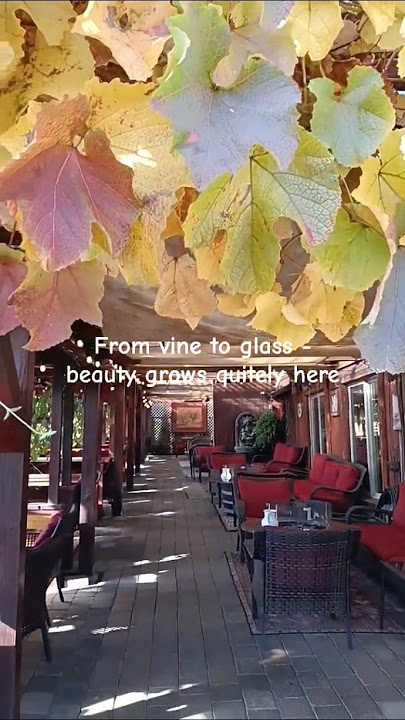 Moments in the Marchesi Vineyard and Winery #vines #winelovers #travel #shorts