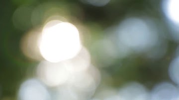 Blurred Tree Abstract Bokeh Free HD Stock