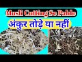 Safed musli के अंकुर बड़े-बड़े हो gaye हैं cutting से पहले क्या तोड़ना चाहिए या नहीं ?#ankur#farming