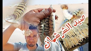 شاهد مغامرات طريفة في صيد الشرشمان او  ما يعرف بسمك الصحراء (الصقنقور)  Vlog 05