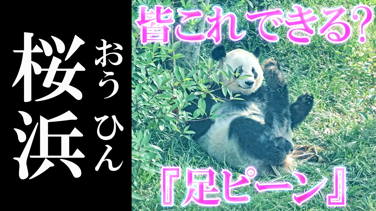 新技⁉ を披露する『桜浜🌸おうひん』　　成都のぱんだ#195