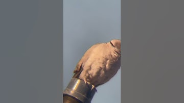 Jump day. Were you born on the 29?