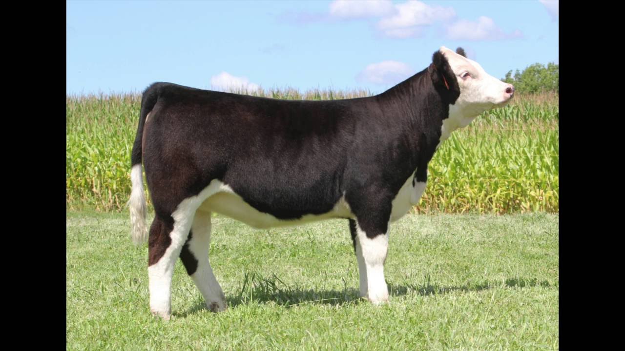 Brandywine Farms Cattle Company Lot 4 “BFC Jenny Mae” YouTube