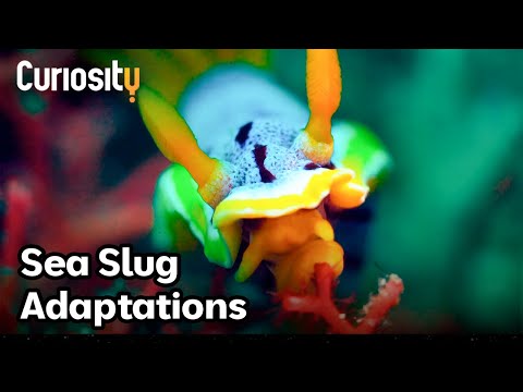 The Surprising Adaptations Of Sea Slugs | Bright Now