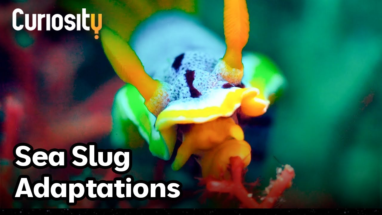 Documentary backdrop image for The Surprising Adaptations Of Sea Slugs (2024)