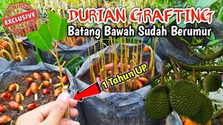 SAMBUNG PUCUK DURIAN DENGAN BATANG BAWAH YANG SUDAH TUA ( Edisi Q&A Youtube )