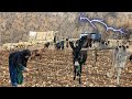 Heavy rain and planting wheat in the mountains🌧️|Plowing the land with a donkey|Hard nomadic life