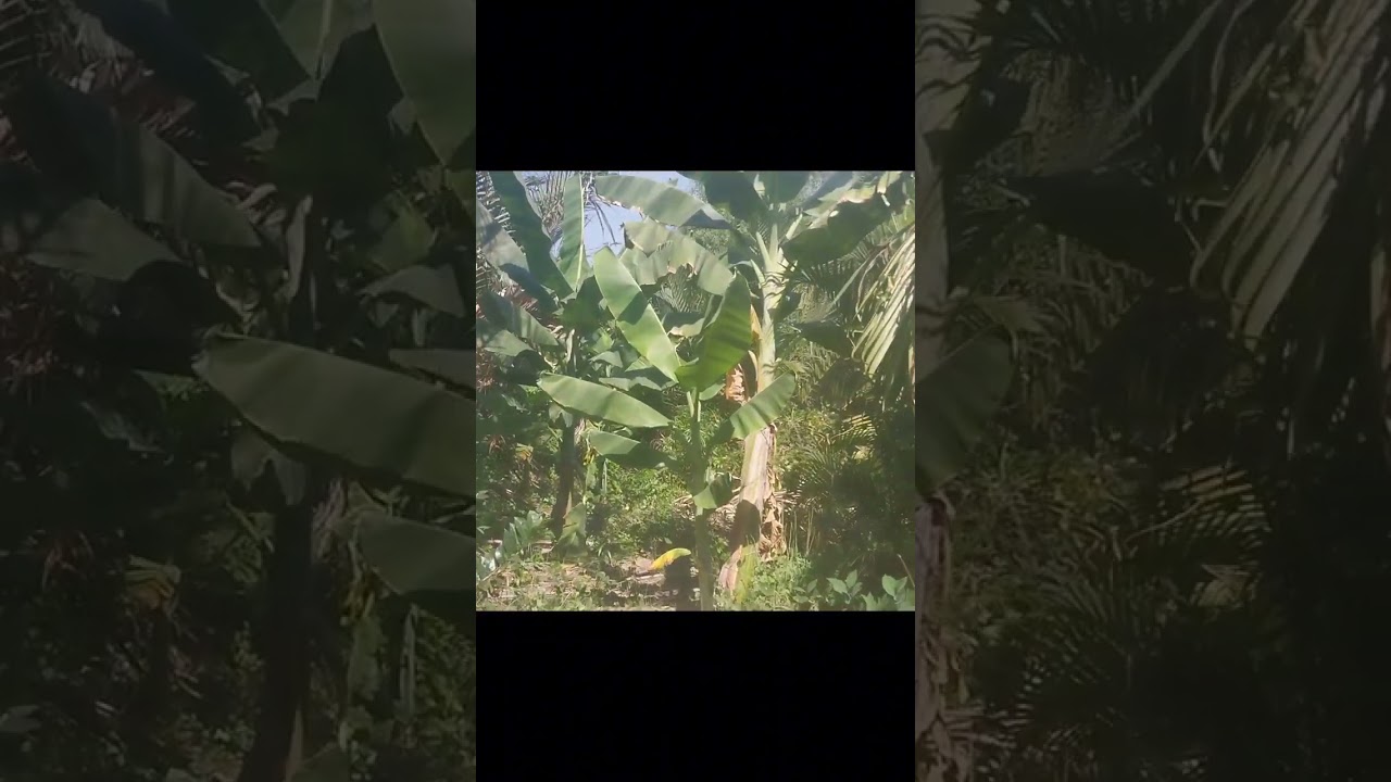 Trồng chuối quanh ao cá bỏ hoang toàn lá dừa nước.