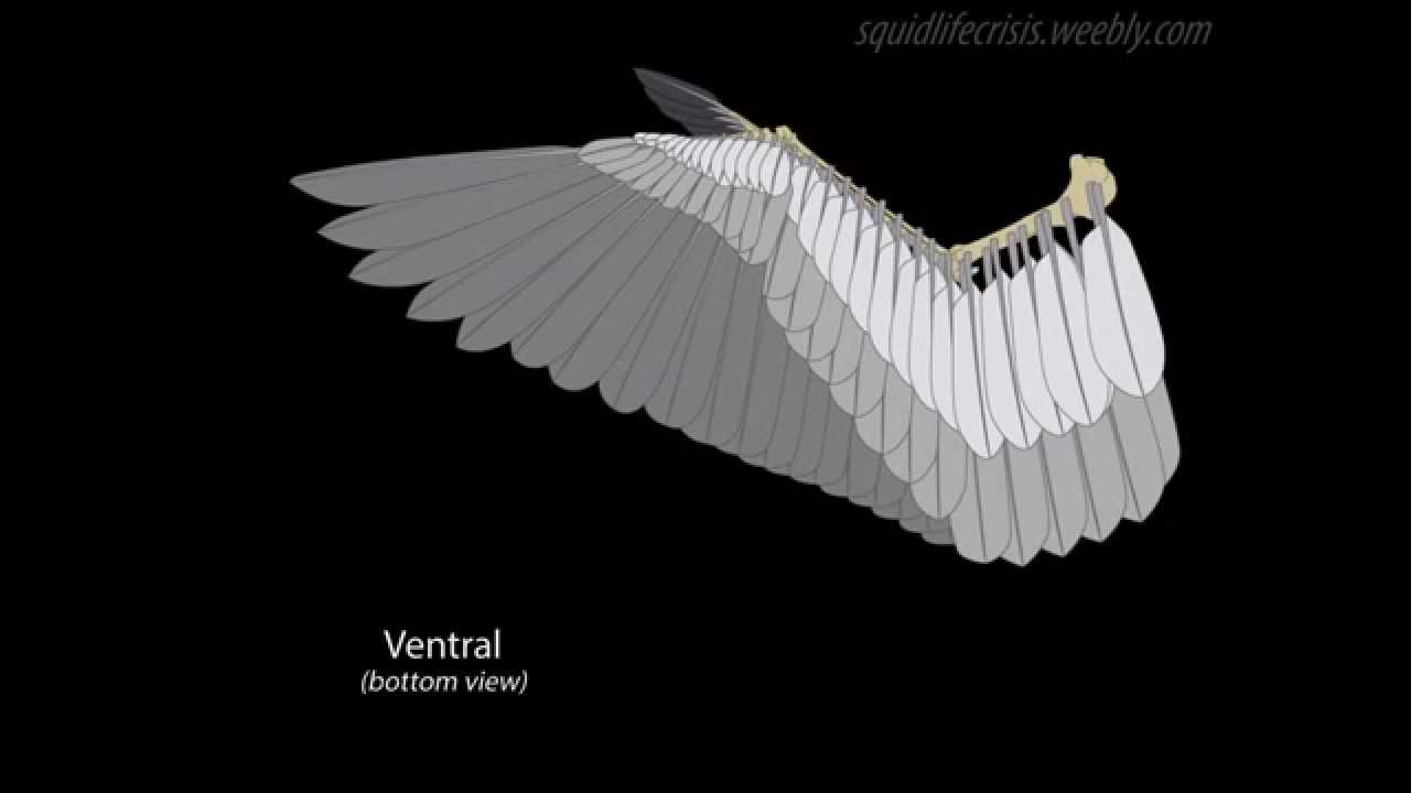 Bio Animation Wing Spread Fold Youtube