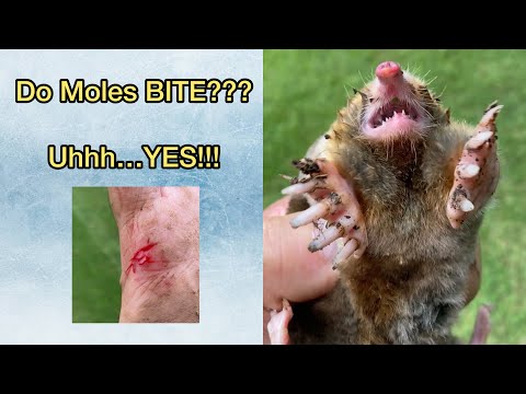 Do Moles BITE? Uhhh YES!!!