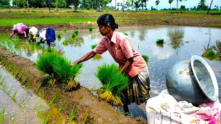 How Rice is Made step by step from india /rice cultivation in india /paddy cultivation