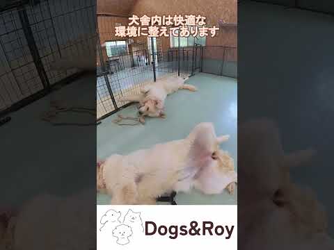 【ブリーダー】犬舎で無防備になるデカわんこ #パピー #サモエド #ゴールデンレトリバー #赤ちゃん #ブリーダー #子犬 #京都 #美山 #南丹市