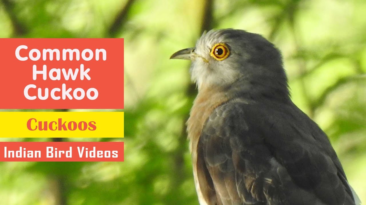 Common hawk-cuckoo (Hierococcyx varius) - Brainfever bird/पपीहा