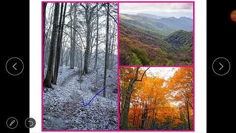 Class 4(S.S)- Lesson 1(Types of Forests) of block 17(Our Green Cover).