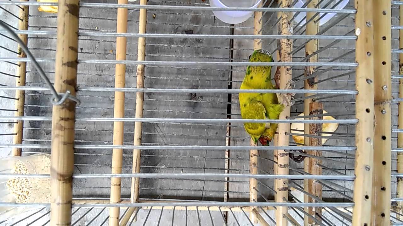 Serindit Keratong Youtube