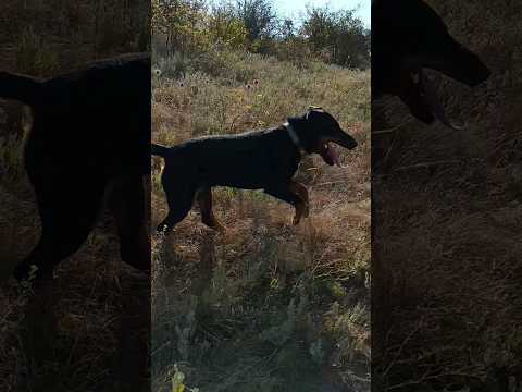⚡Рубик⚡красота ягдтерьер german jagdterrier hunting dog nature