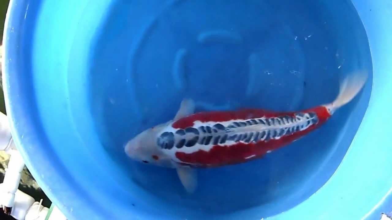 Jakarta koi Centre - Ogata Shusui Sansai 64cm - YouTube