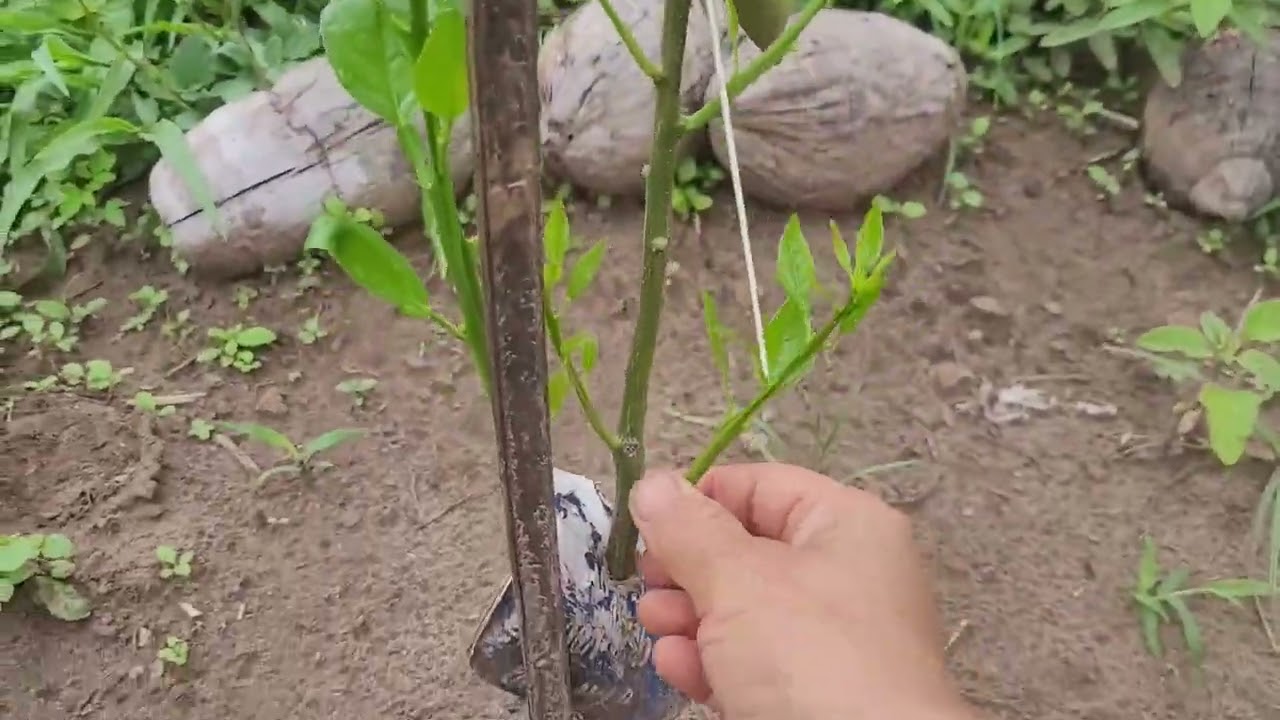 045 - Chuva e sol, casamento de espanhol.