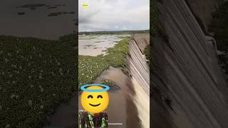“Overgrown Plants on Dams: A Hidden Danger 🌿💧”#facts #shots