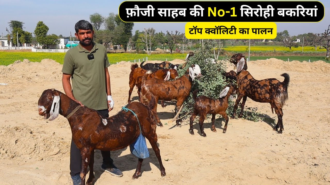 फ़ौजी साहब की No-1 सिरोही बकरियां TOP SIROHI GOAT FARMING IN INDIA-GOATFARM-SIROHI BAKRI PALAN