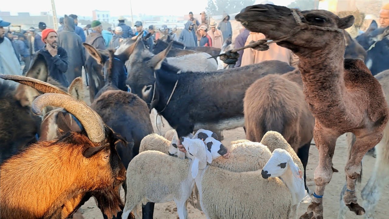 مباشرة من سوق حد درى 2025/10/26 ثمن الجمل🐪 ماعز 🐐 البقر 🐄 الخروف 🐏حصان 🐎  إقليم صويرة🇲🇦