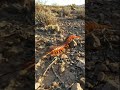 This Giant Bug Is Real and Terrifying