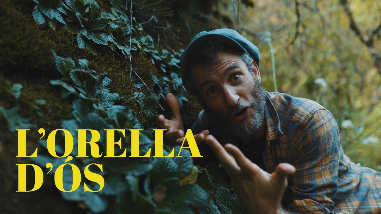 LES COSES QUE CREIXEN. Capítol 35. L'ORELLA D'ÓS.