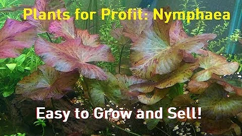 Plants for Profit: Nymphaea - Lilies are Easy Money - DayDayNews