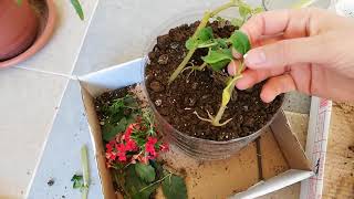 Cam Güzeli̇ Çi̇çeği̇ Çoğaltma, Köklendi̇rme Ve Bakimi