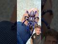 The Gooty Sapphire Tarantula is BEAUTIFUL