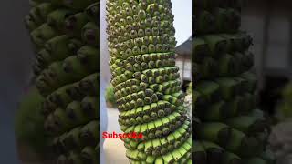 Longest Banana Bunch #viral #shortsfeed #ytshorts