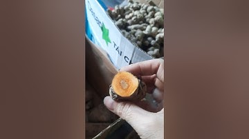 ngãi đến. ngãi chống độc .ngãi xanh.vàng tím trắng có đầy đủ phục vụ bà con lh zalo 0358804808