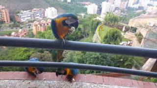 Попугаи (Venezuela)