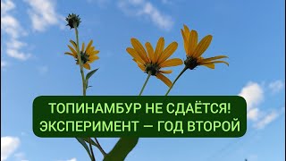 Топинамбур 