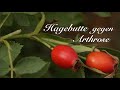 Hagebutte gegen Arthrose - Viriditas Heilpflanzen-Video