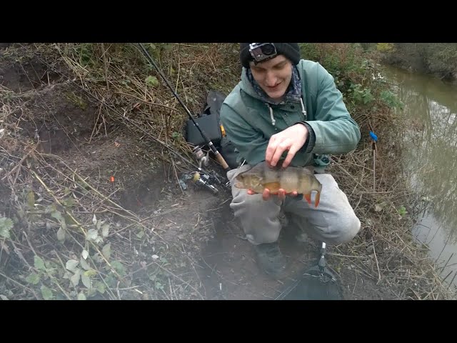 Perch Fishing. Livebaiting with small roach. Hull Drains, UK Fishing