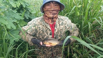 Thăm lờ dính cá rô mề khủng/Visit giant fish in Vietnam