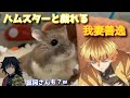 我妻善逸にハムスター達のハロウィンパーティーを開いてもらったwww【鬼滅の刃】
